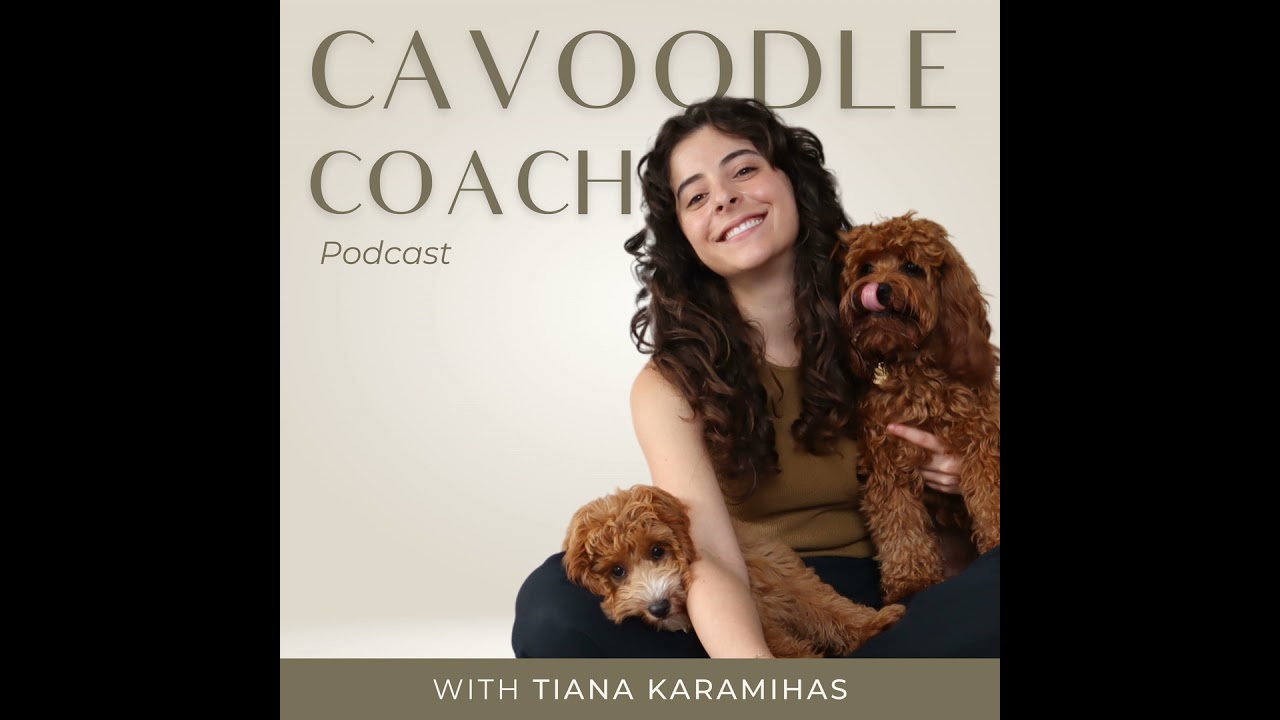 #58 The Most Important Training Exercise To Prioritise For Cavoodles - Europe Reflection