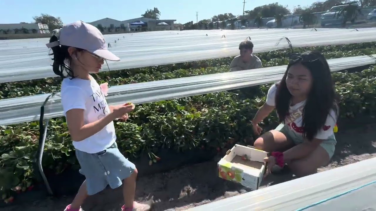 Strawberry picking at H&N Strawberry Farm Perth