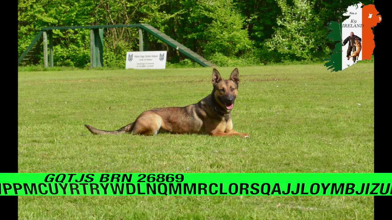 Training KNPV, Doris BRN 25646 in The Netherlands