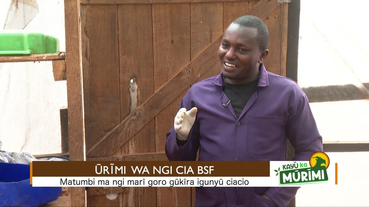 KAYU KA MURIMI: Urimi wa Ngi
