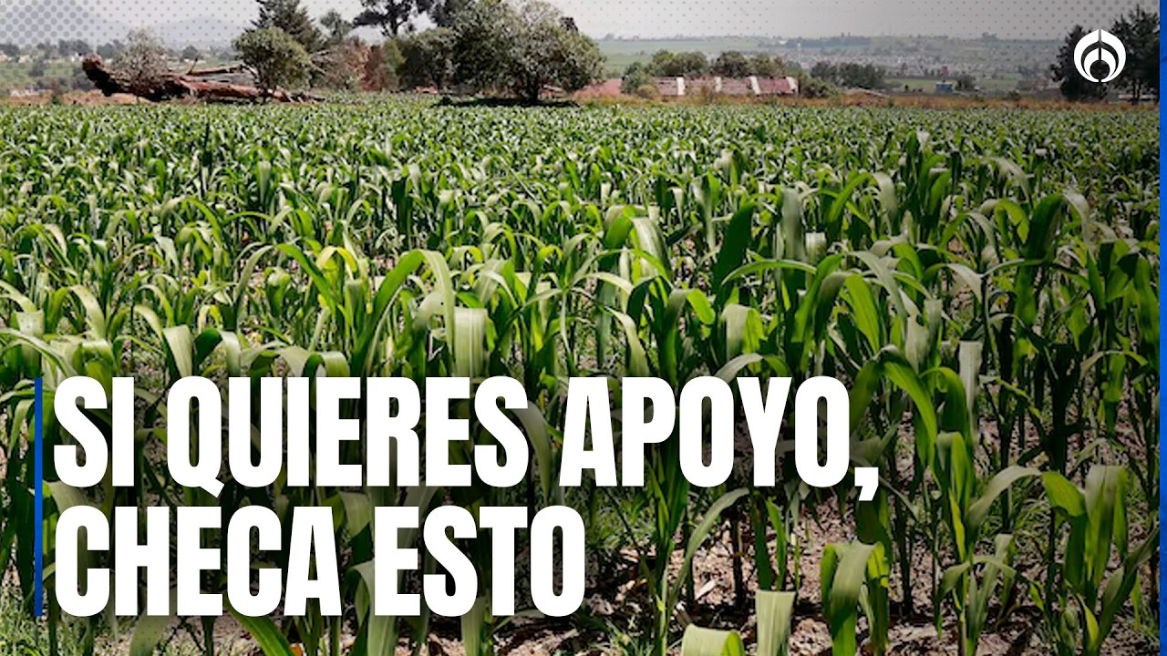 Edomex abre apoyos para agricultores con programas “Transformando el Campo”