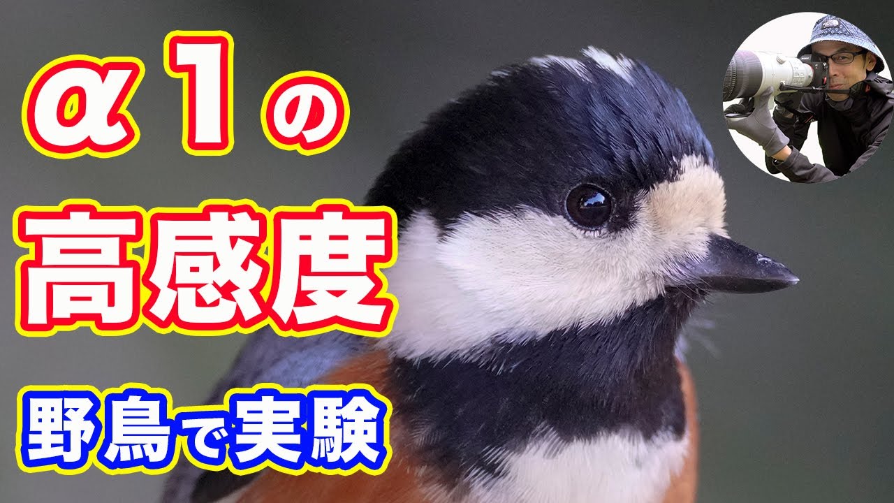 【野鳥で実験】α1の高感度撮影の作例と感想【4K画質】