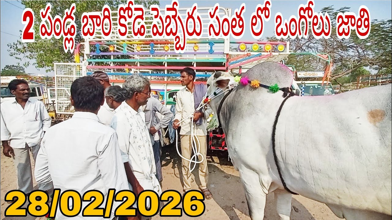 2 Teeth Ongole Bulls at Pebbair Market 🐂 | Strong & Healthy Bulls Price Update