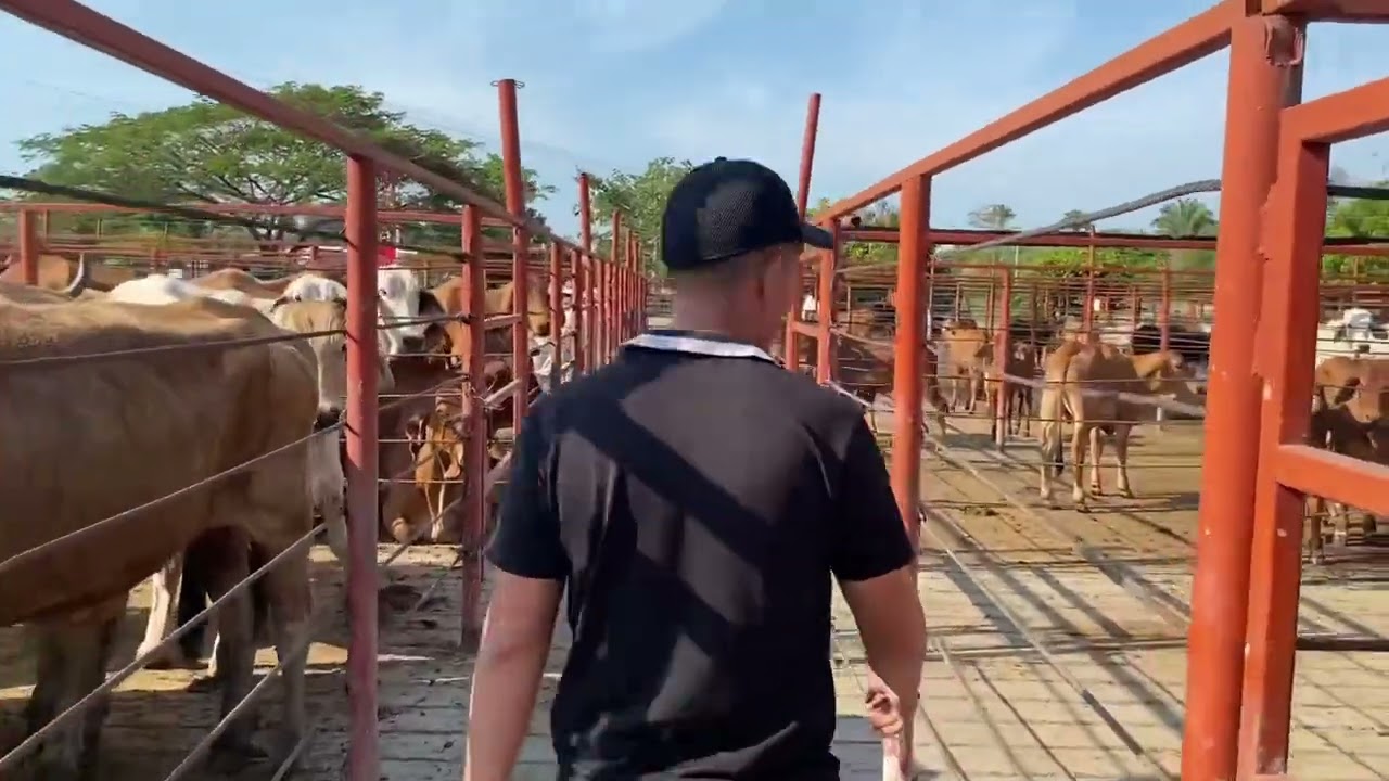 Comprando ganado en Subasta
