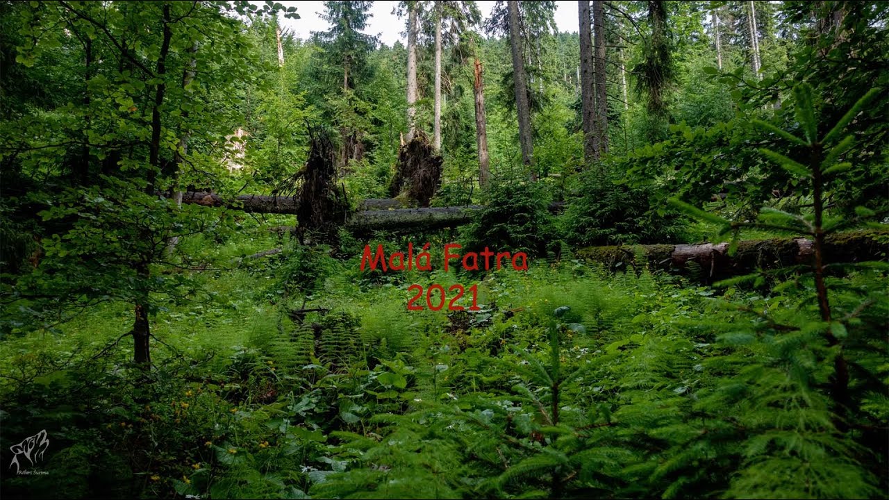 Vlčí rok 2021 v Malej Fatre