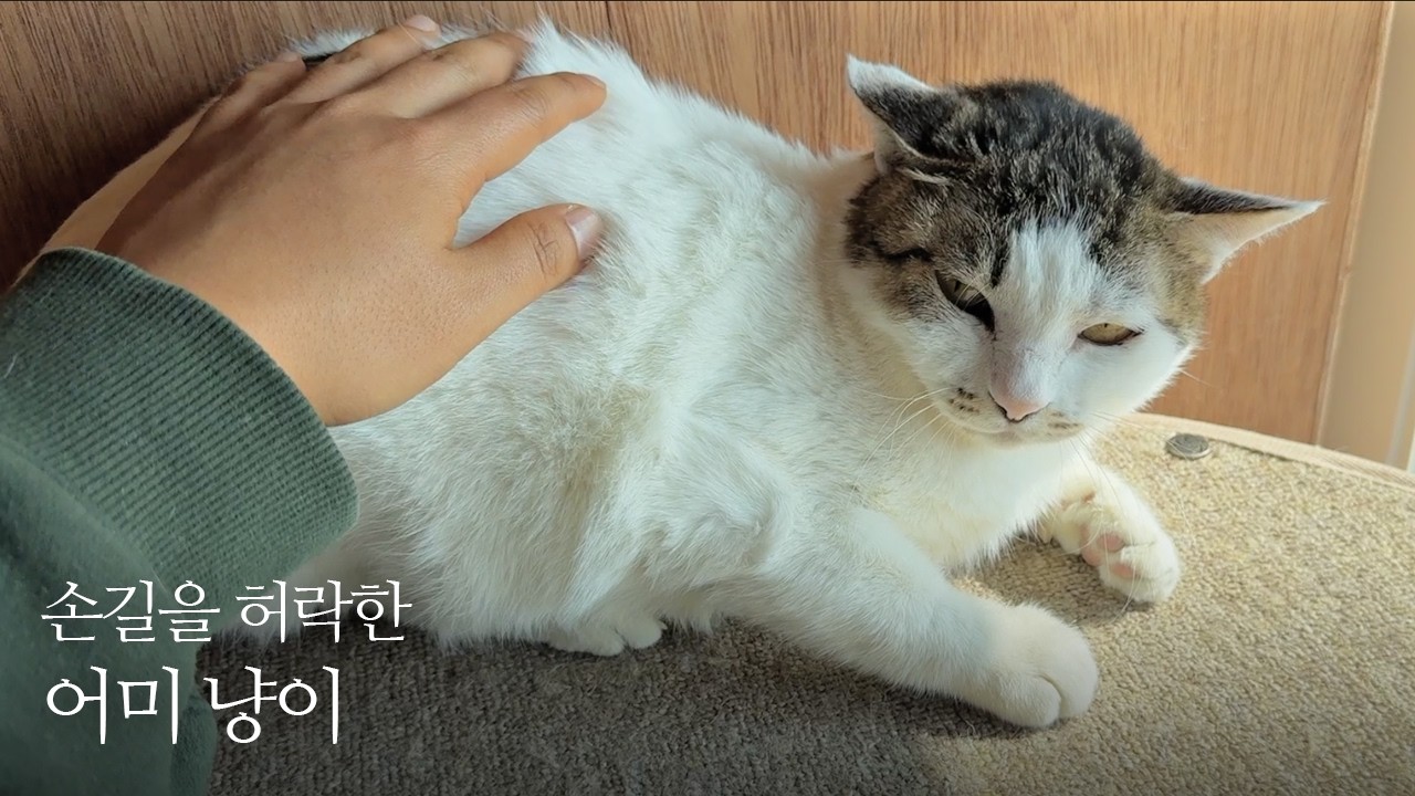 고양이 혼내려다가 심장이 혼쭐났다