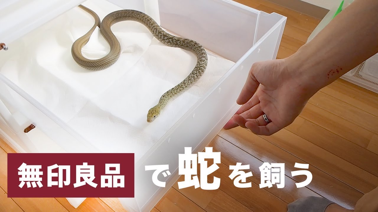 無印良品の衣装ケースがヘビ飼育に最適すぎる