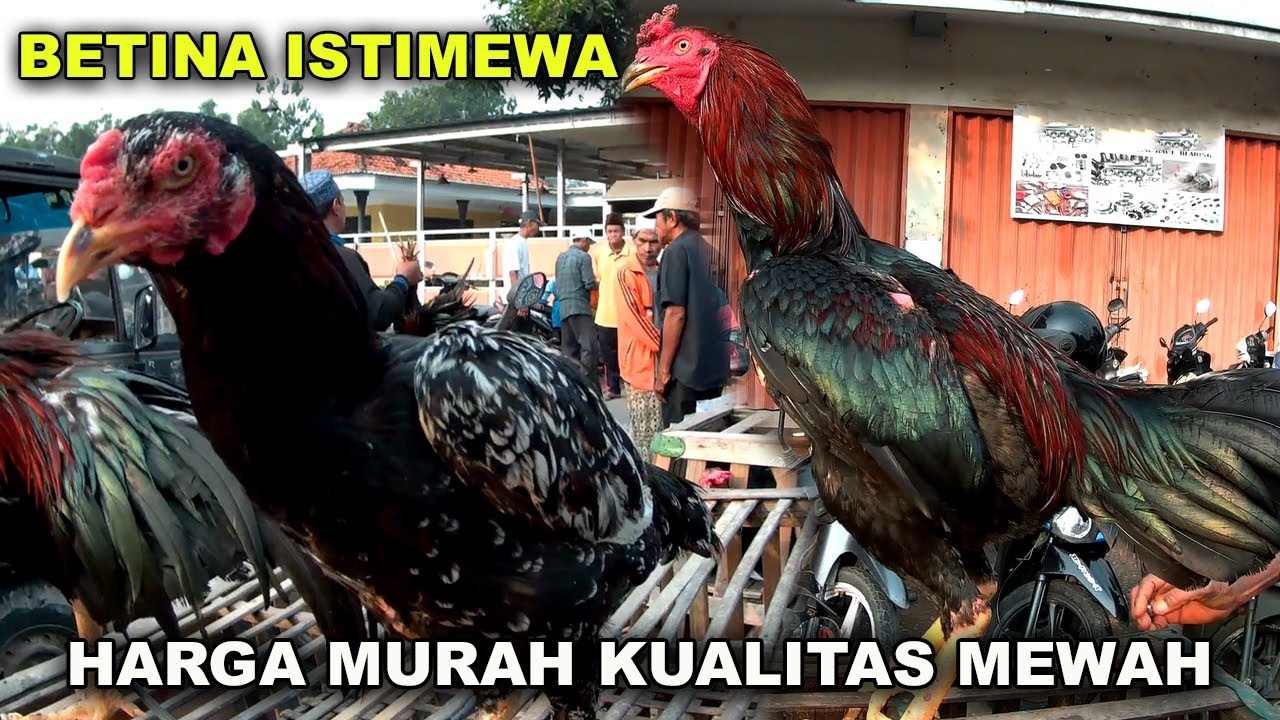 Ayam Bangkok Betina Bagus Sangat Istimewa Murah Poll | Pasar Banyak Ayam Bangkok Rabu di Madura