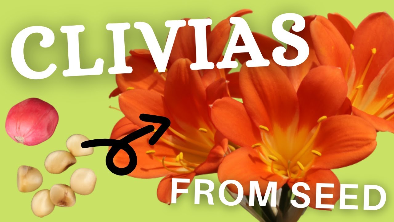 How To Grow Clivia Seeds Into Profitable Plants