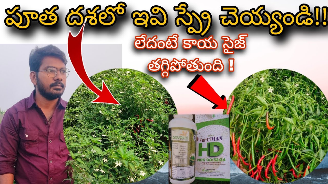 #పూతలు ఉంటే ఇ ఒక్క స్ప్రే #పిందె సైజ్ 100% #నల్లి తక్కువ ధరలో కంట్రోల్