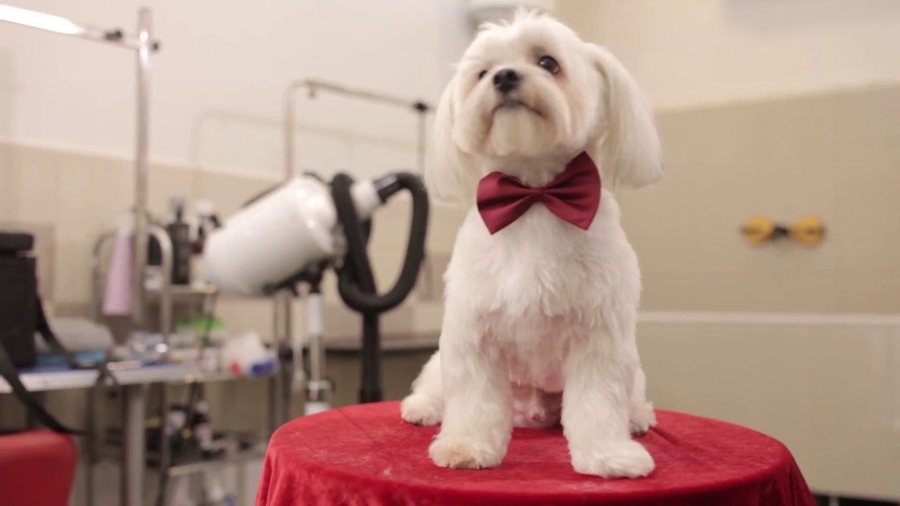 Cum se tunde un cățel la Perfect Pet?
