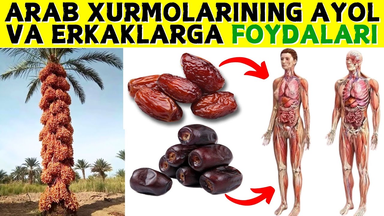 MING DARDGA DAVO BO'LGAN ARAB XURMOSINING SOG'LIGINGIZ UCHUN SIZ BILMAGAN FOYDALARI!