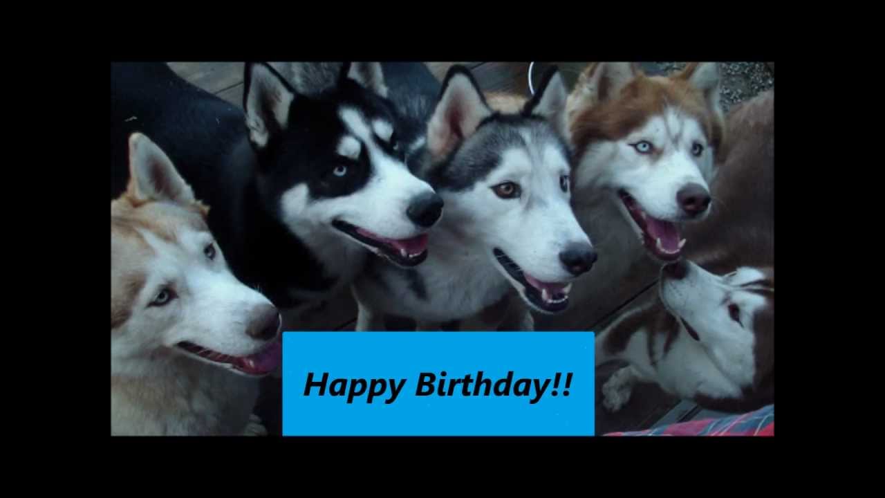 Happy Birthday Song (Husky Style)