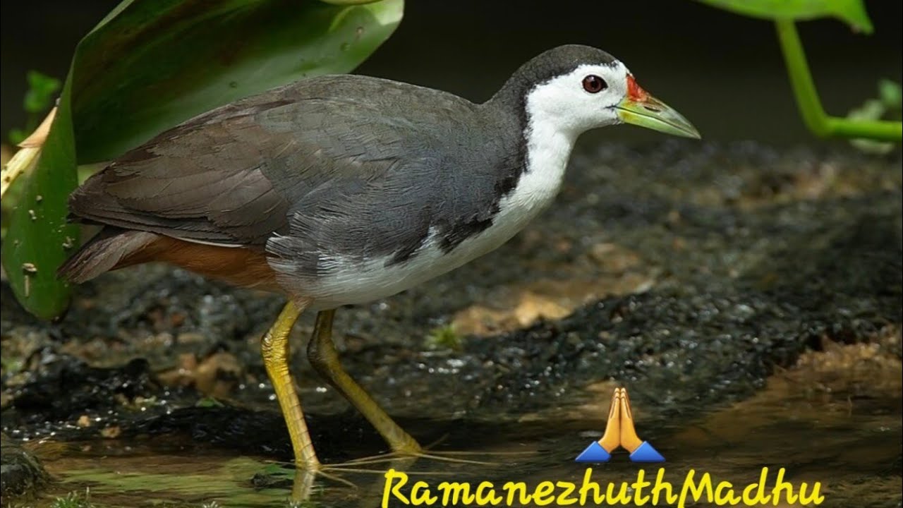 Nest construction of white breastedwaterhen