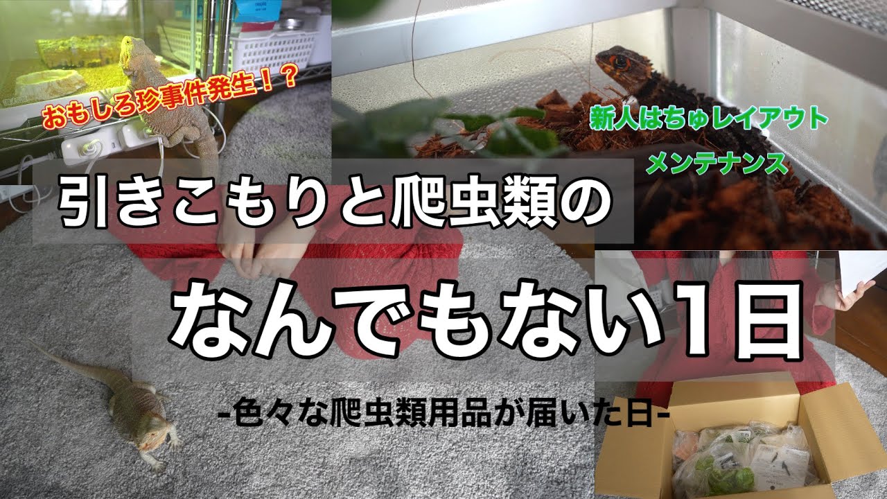 【Vlog】爬虫類用品がたくさん届いた日【なんでもない日】