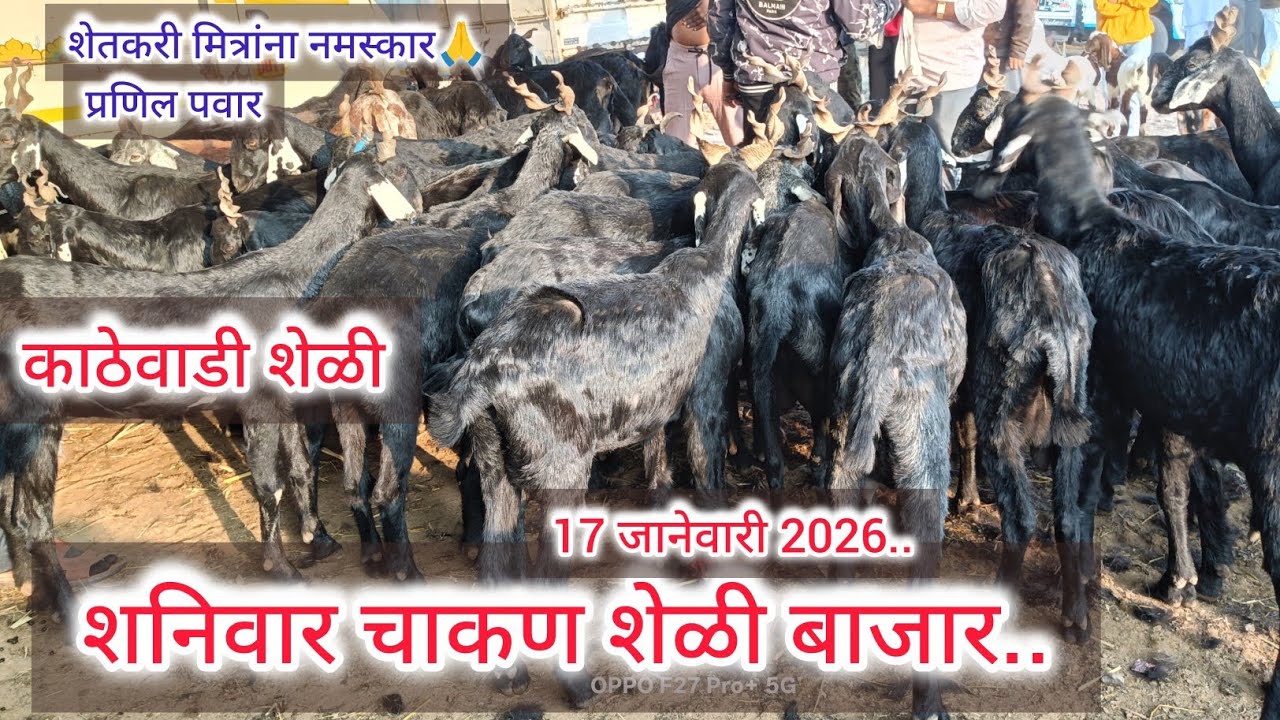 शनिवार चाकण शेळी बाजार..17 जानेवारी 2026.. Sheli bazar.. Chakan..