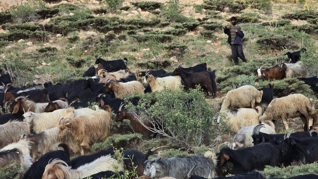 Nomadic life: Herding livestock in pristine nature