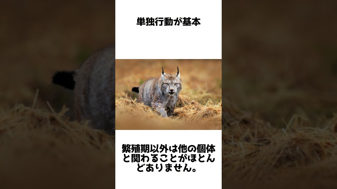 リンクスの秘密：野生の優雅さと驚きの生態 #動物雑学 #1分雑学 #shorts #リンクス  #猫