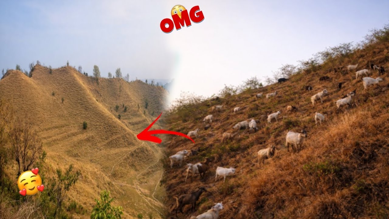 Bakriya chrane ke liye jungle aaya tha 😱👍🏻।। बाद में यह क्या हो गया ☠️😱।।