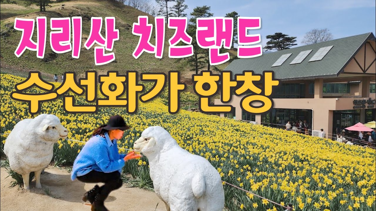 수선화가 만발한 지리산 치즈랜드의 노란물결, 지금 한창입니다. 4월여행지로 추천합니다. 전라도여행추천