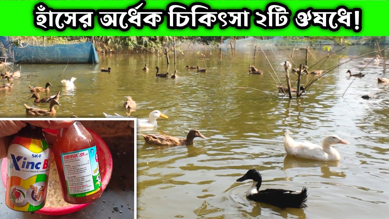 হাঁসের প্রায় অর্ধেক রোগের চিকিৎসা এই ২ ঔষধে ✅