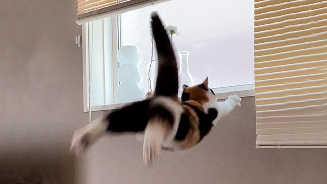 New Funniest Cats And Dogs Videos 😁 Best Of The 2023 Funny Animal Videos 😁 - Cutest Animals Ever