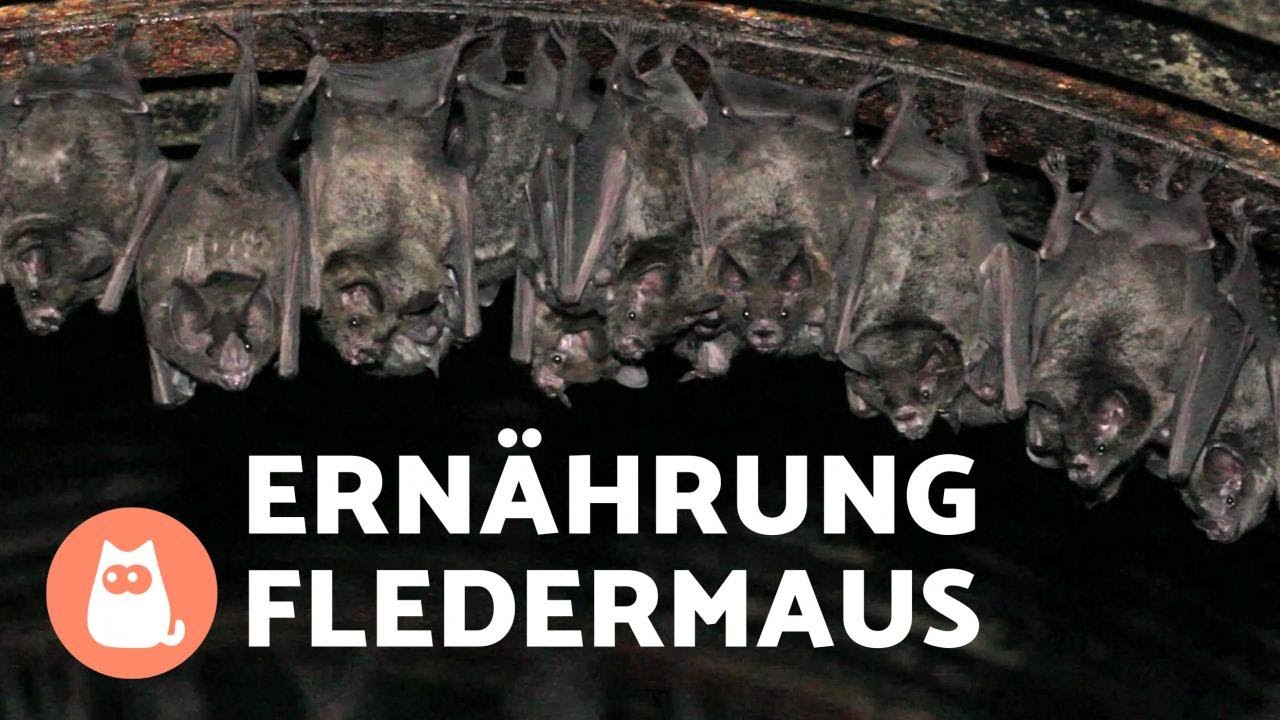 Was fressen Flederm&auml;use? Einteilung der Fledermaus nach ihrer Ern&auml;hrung