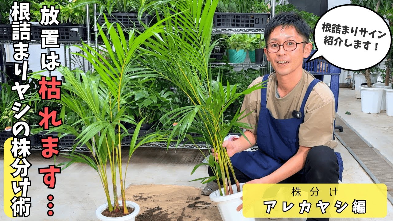 【植物のプロが教える】根詰まりヤシの枯らさない株分けのコツ（アレカヤシ編）