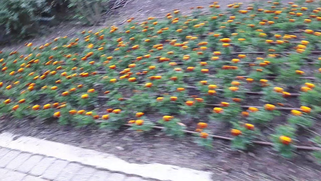 Walking in most beautiful Hanadiv garden in Zichron Yaacov / israel