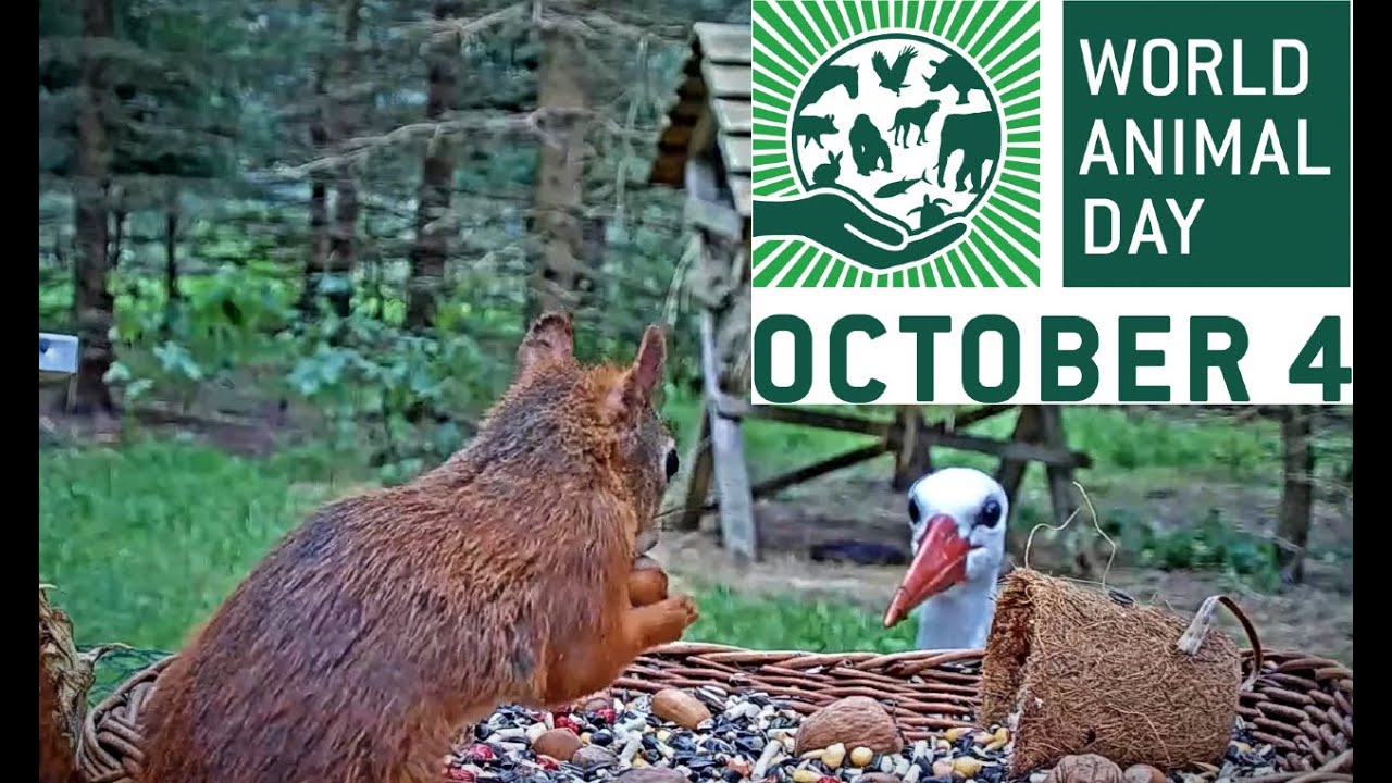 ZS Makov | How many species of animals are on the feeder? | Kolik druhů zv&iacute;ř&aacute;tek je na krm&iacute;tku?