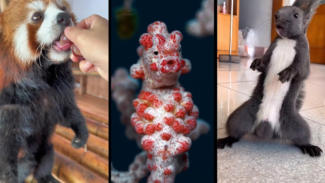 Cute and funny ANIMALS🐯Videos🔶 Сompilation  # 6🔶