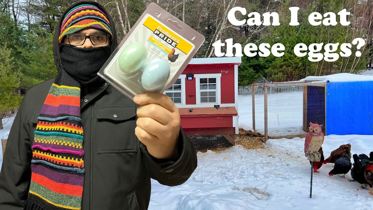 How to keep chickens from pecking, breaking, and eating their own eggs.  Ceramic Eggs is the answer