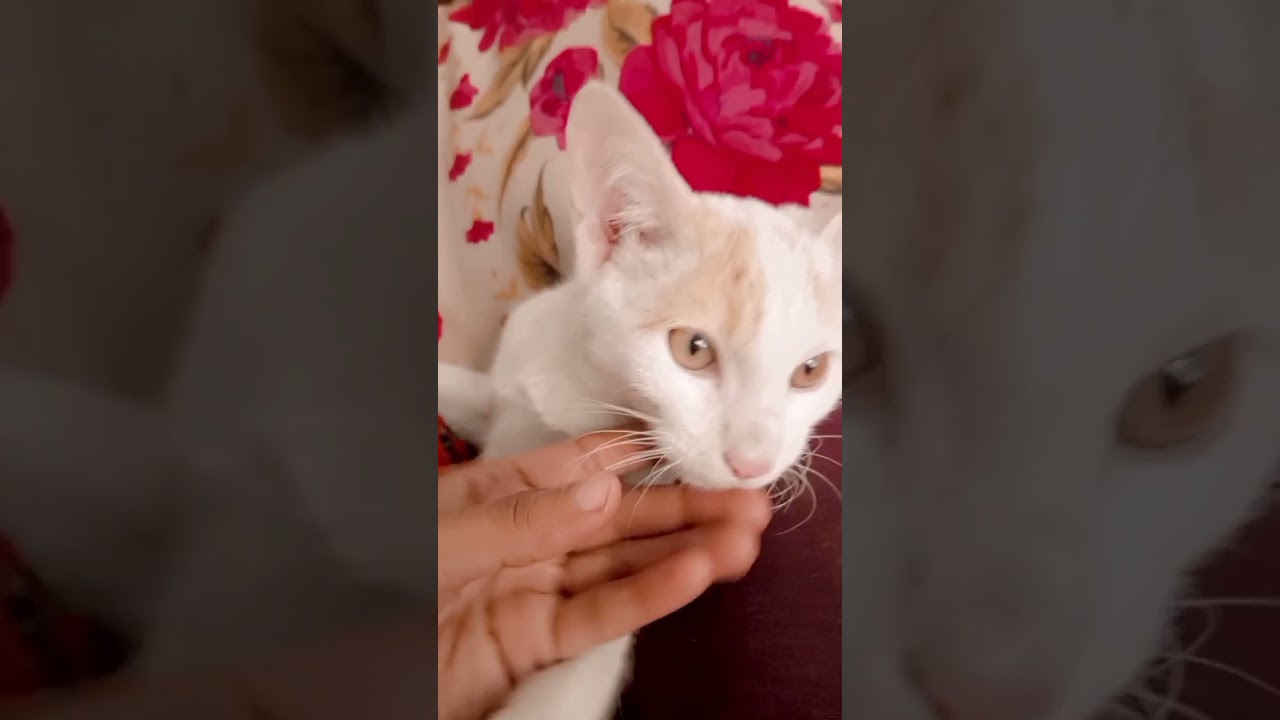 Mano billi😍 for cats🐱lover's❤