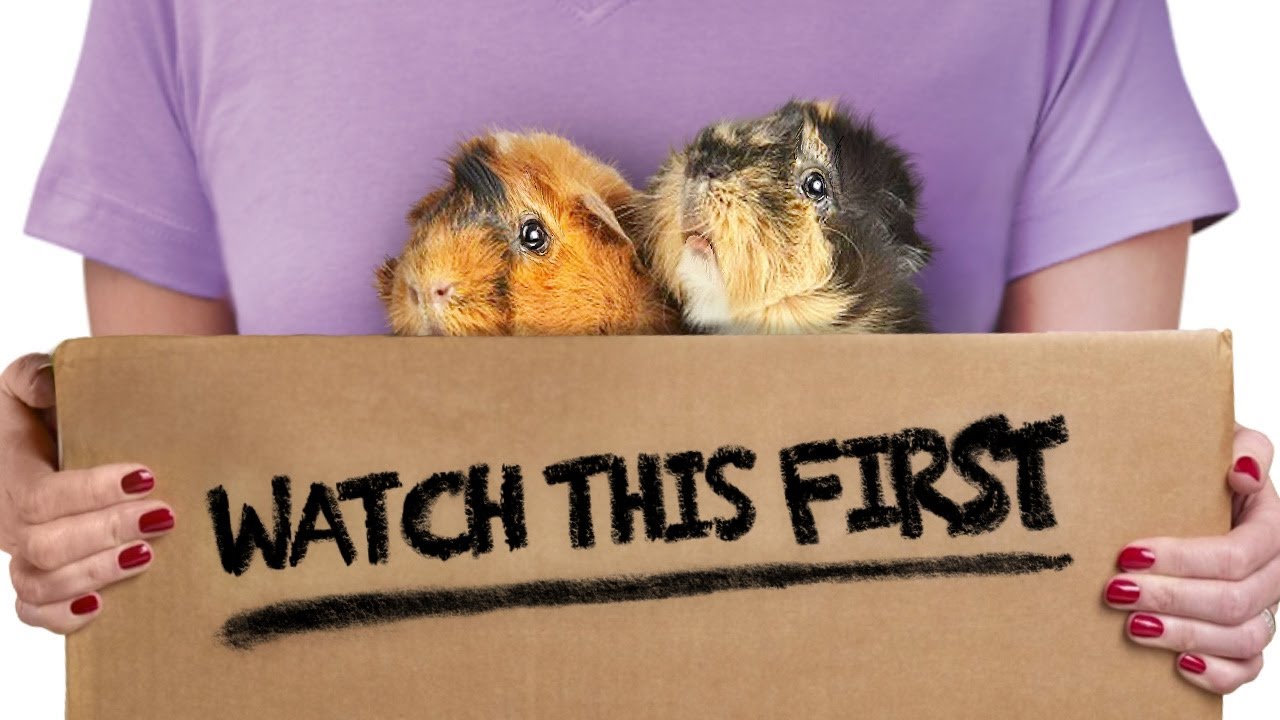 Where To Surrender Guinea Pigs - They're NOT All The Same!