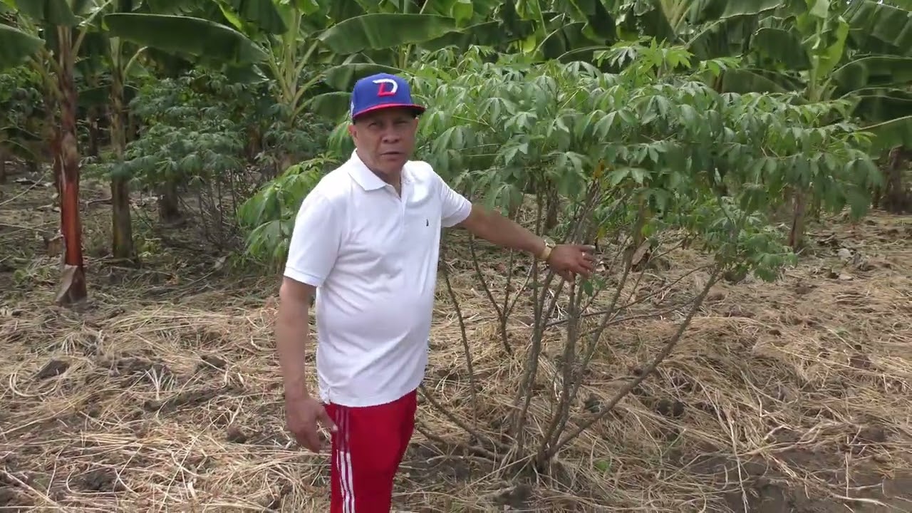 DESDE CANABACOA SANTIAGO, RD. EN EL HUERTO CASERO DE BOLIVAR CAMILO Y FAMILIA