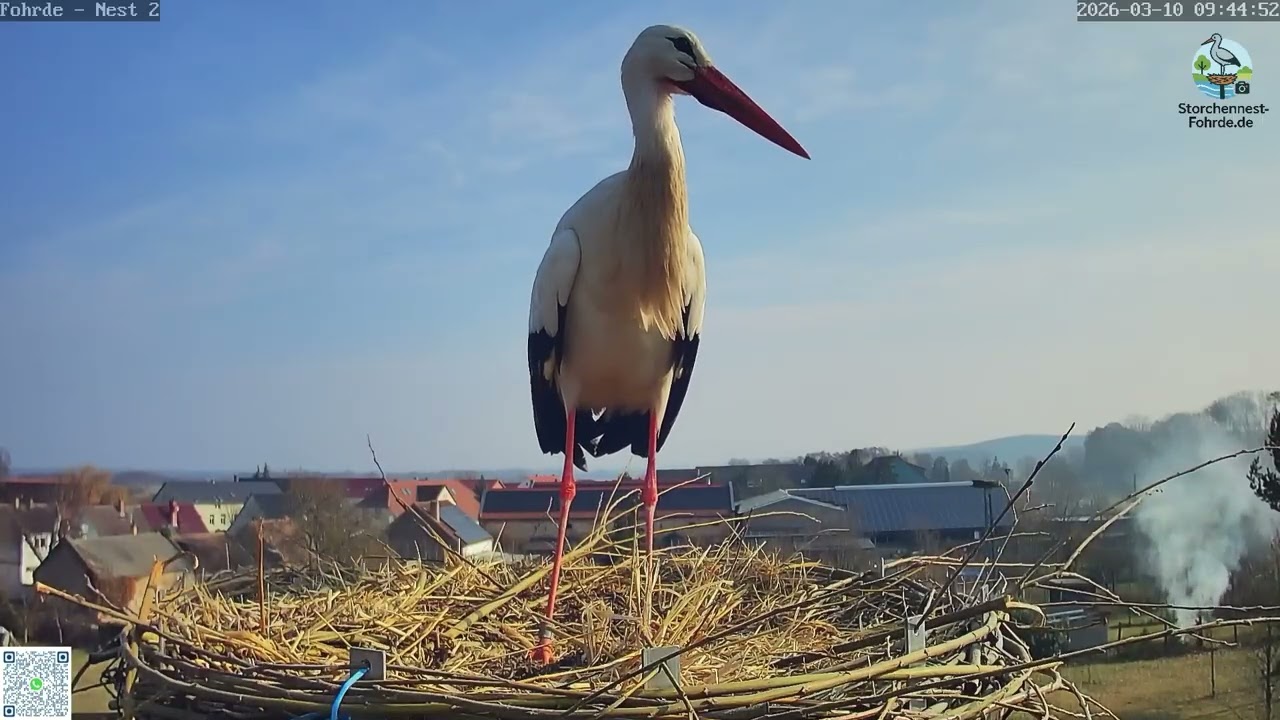 Der 1. Storch der Saison - Storchennest Fohrde - 10.03.2026
