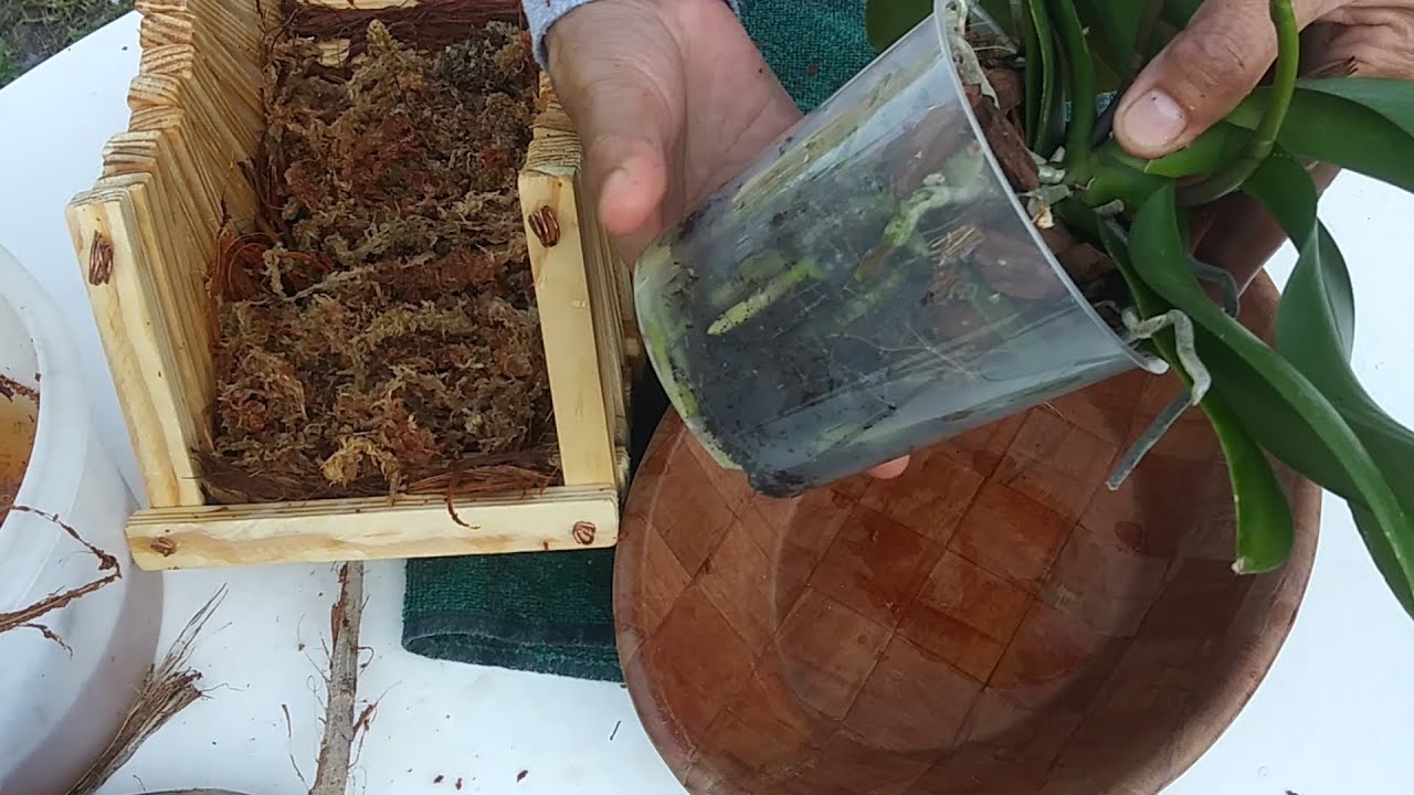 Cultivando Orquídea Phalaenopsis en  cachépot de madera  fabricado en casa.🌸🌸..