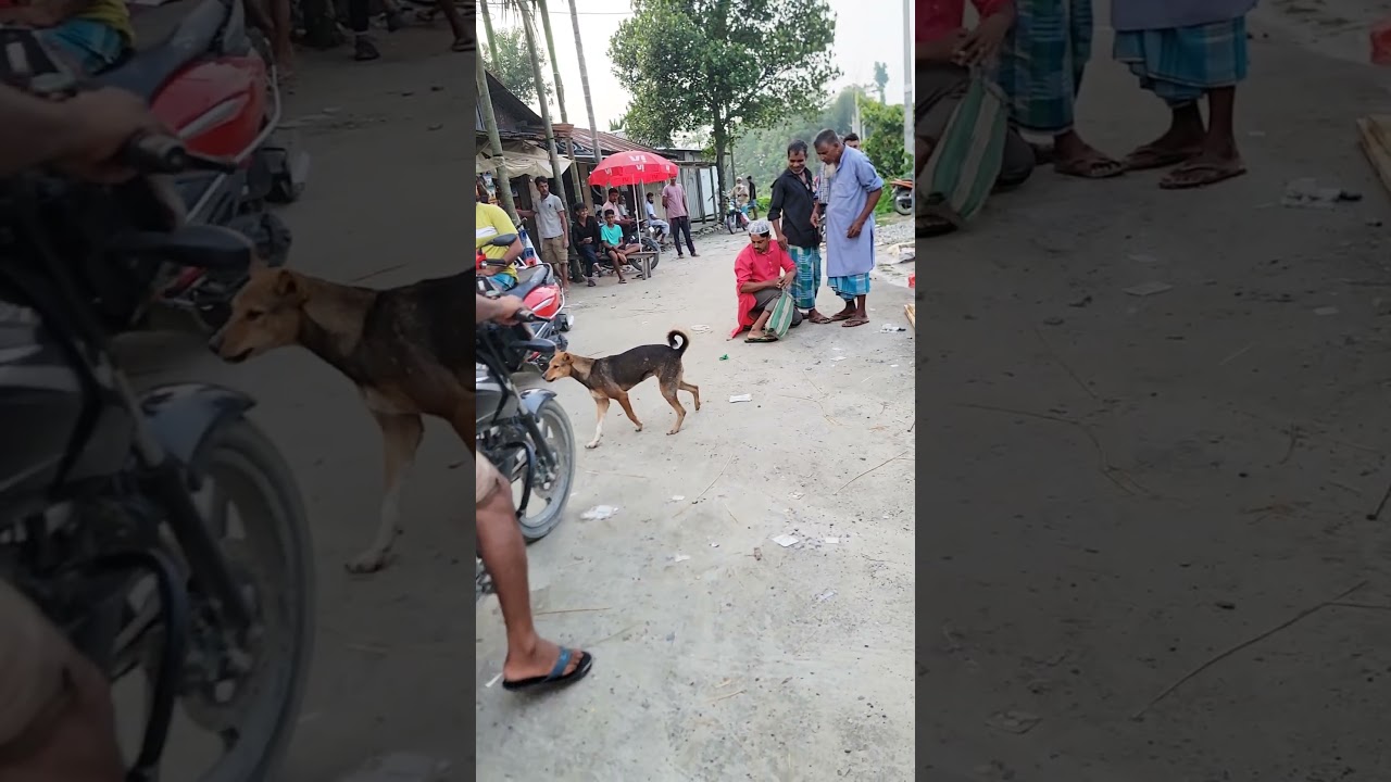 mogbul bazar dog 🐕‍🦺funny  🤣 