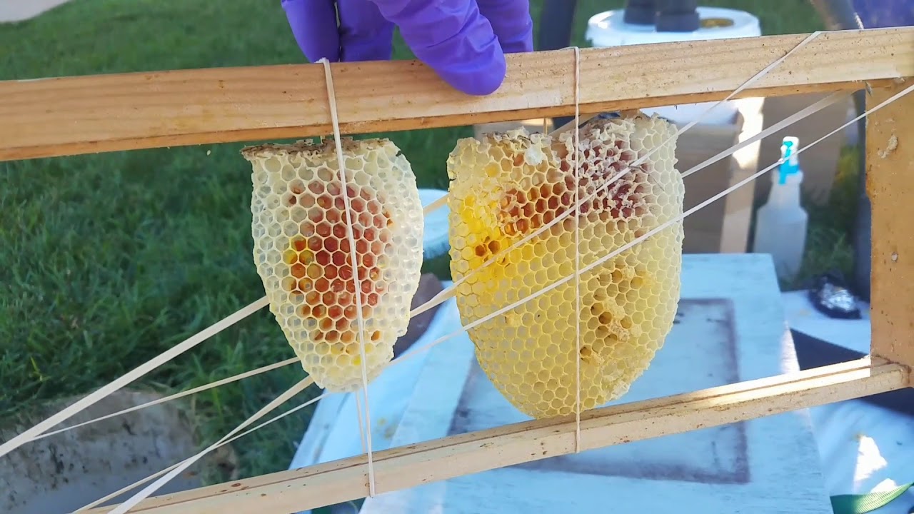 Water Meter Beehive Removal