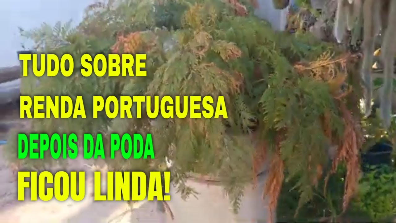A PODA CERTA na Renda Portuguesa e o Resultado Foi Surpreendente! Antes e Depois Incrível!