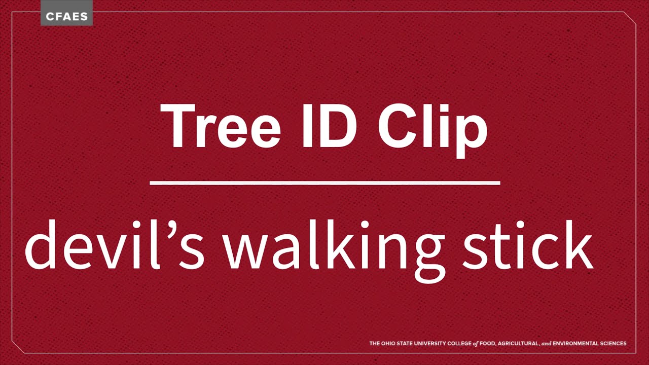 Tree ID Clip: Devil's walking stick