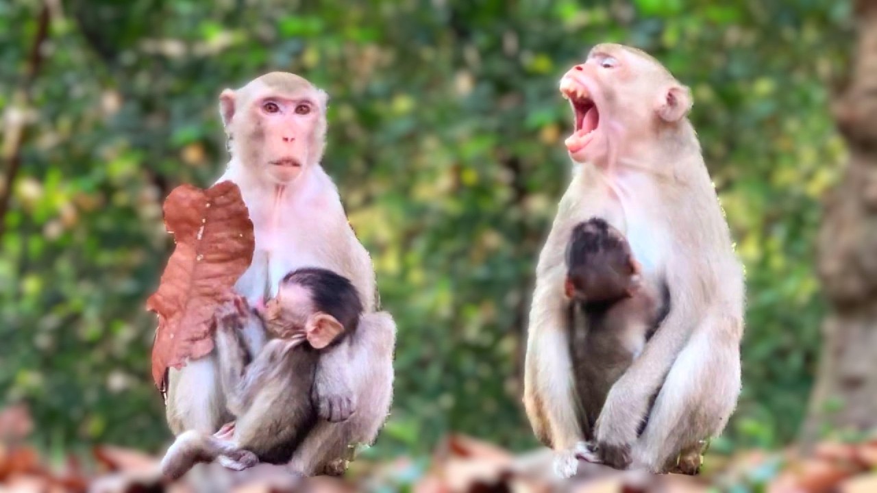 Monkey Mother and Her Younger Child #monkey #animallovers #babymonkey