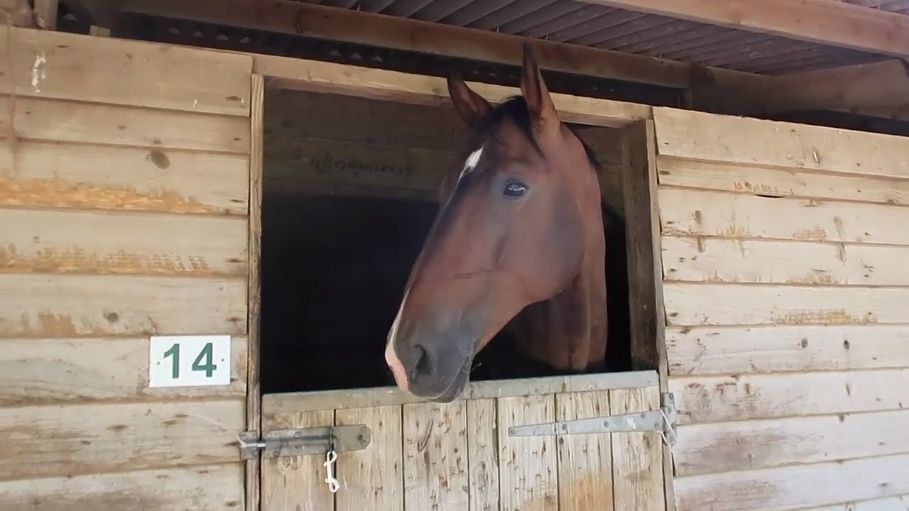BICTON ARENA REGIONALS | OTD VLOG
