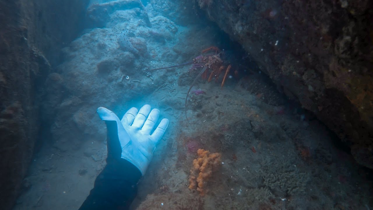 Crayfish and Paua in town - New Plymouth   4K