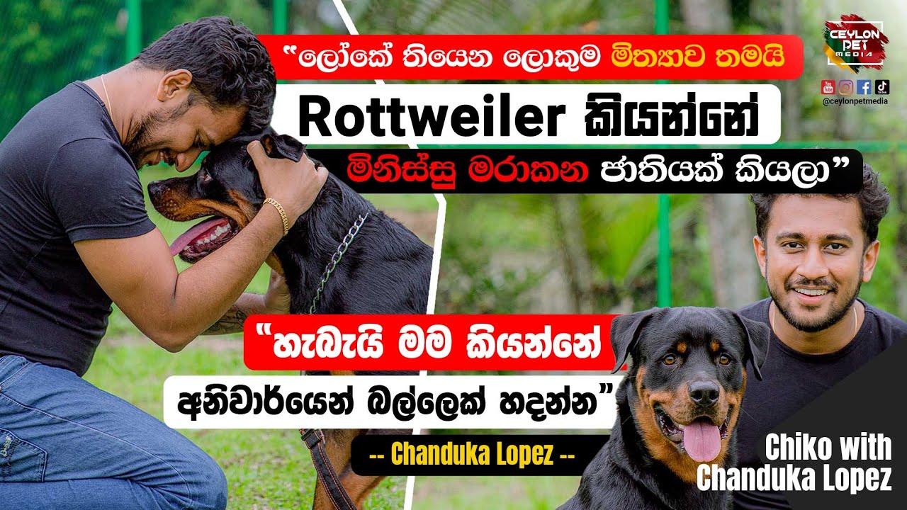 🌍ලෝකේ ලොකුම මිත්‍යාව,Rottweiler මිනිස්සු 😡මරාකන ජාතියක්|@ChandukaLopez|Leisure Time Pet Media