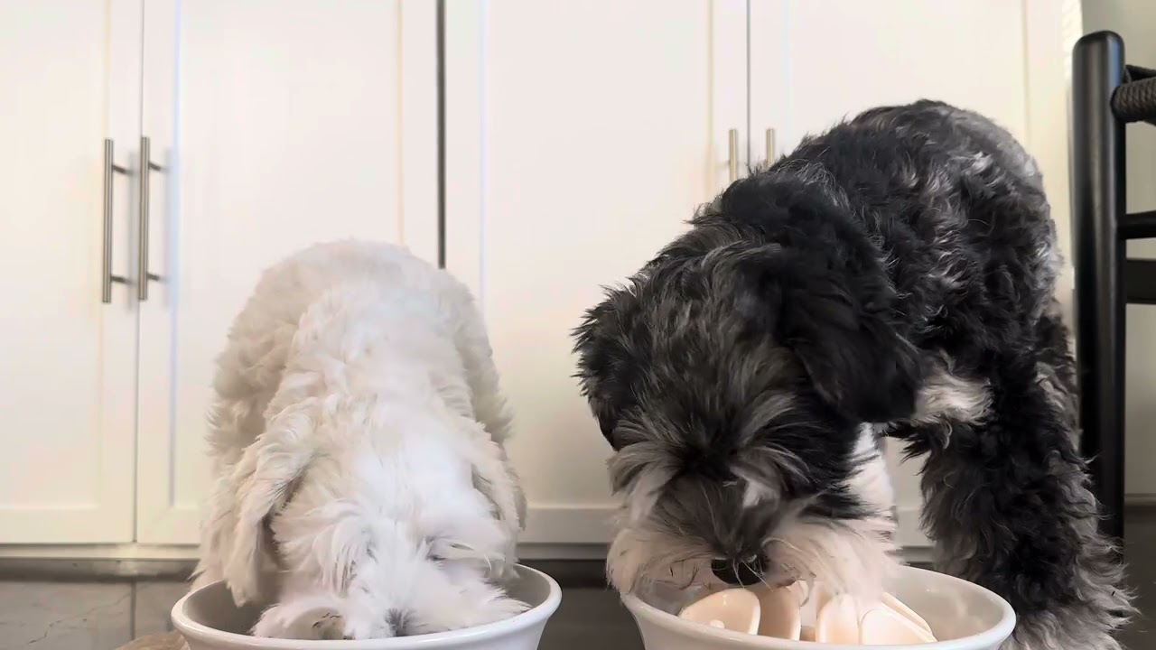 ✨ Dog ASMR Compilation | Satisfying Eating & Drinking Sounds | Sir Arthur Schnauzer