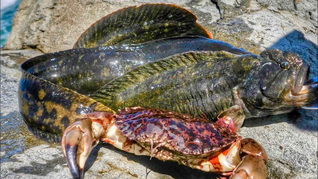 Coastal Foraging MONKEYFACE EELS + CRAB (UNDERWATER SHOTS) - Cooked Into Yummy SCAMPI!!