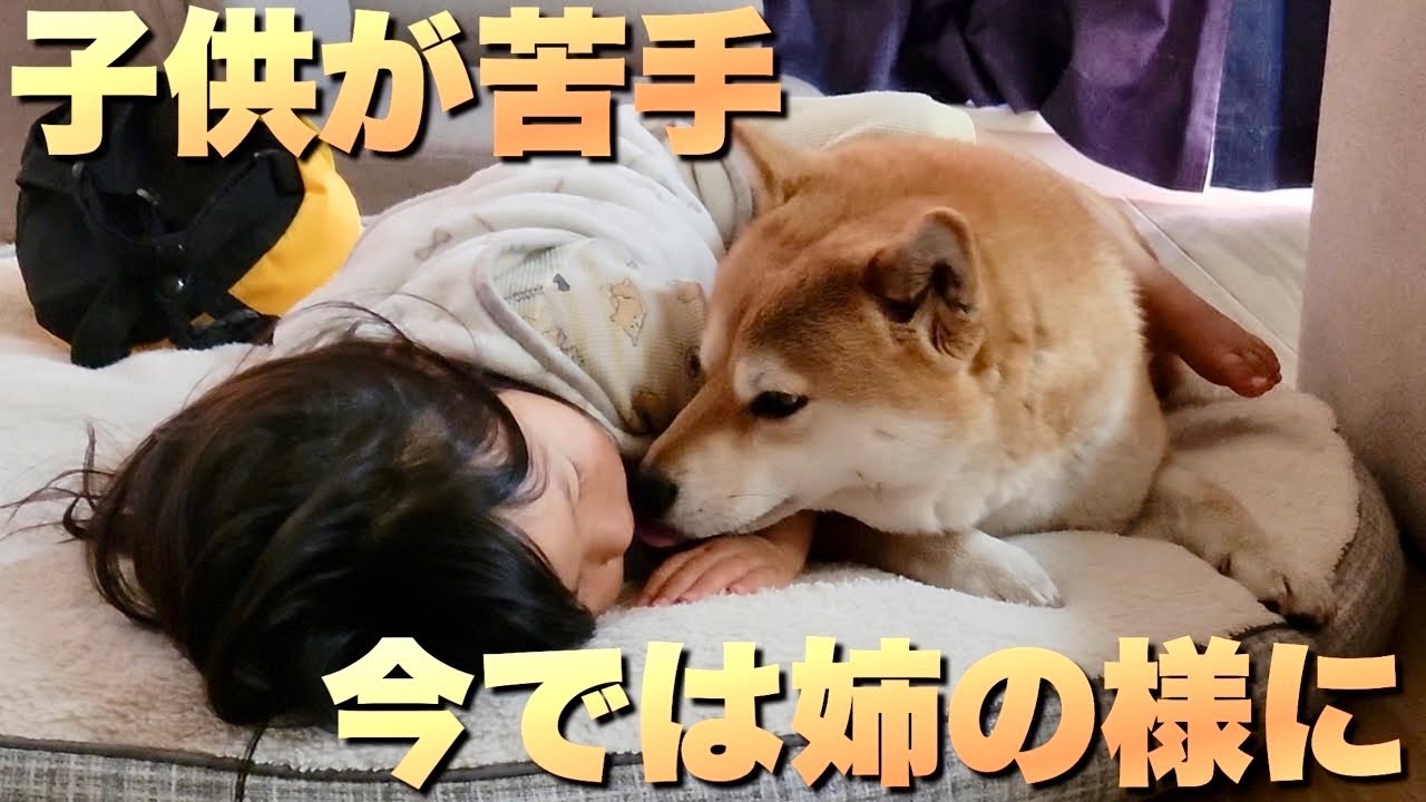 出産当時、娘の事が苦手だった柴犬。今は姉のように接する優しい柴犬