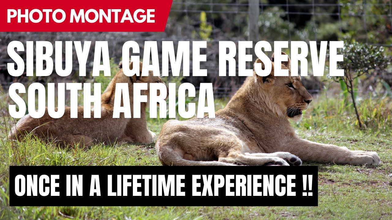 SIBUYA GAME RESERVE, SOUTH AFRICA - A Once in a Lifetime Experience