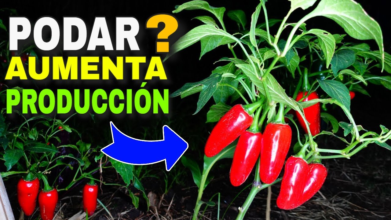 🌶️PODAR Morrones, Pimientos, Chiles y Ajies, es Necesario?